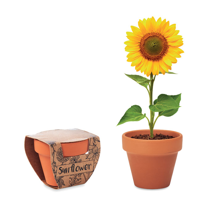 mo6147-40 Terracotta-Topf Sonnenblume